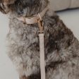 Dexypaws Collier imperméable pour chien, Beige Online Hot Sale