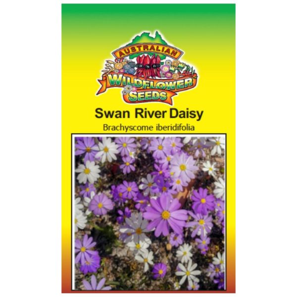 Swan River Daisy Seeds Fashion