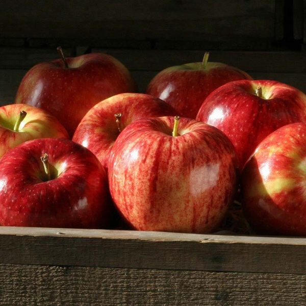 Royal Gala Apples Online Hot Sale