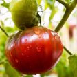 Purely Organic Cherokee Purple Tomato Seeds - USDA Organic, Non-GMO, Open Pollinated, Heirloom, Vegetable Seeds For Discount