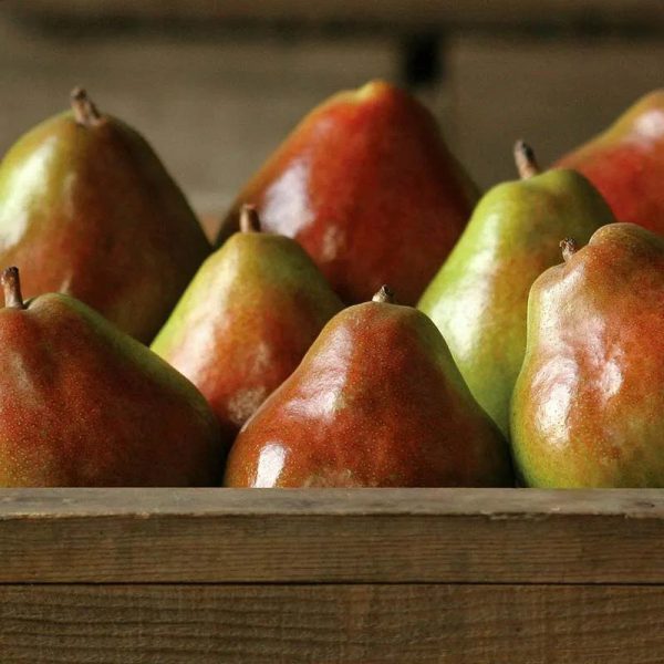 Royal Comice Pears Online now