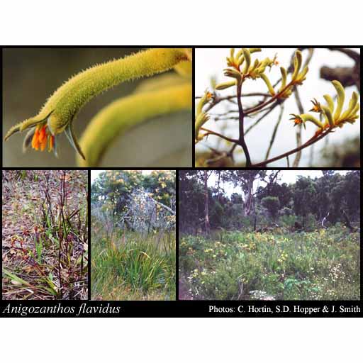 Mixed Colours Kangaroo Paw Seeds Discount