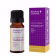 ABSOLUTE ESSENTIAL ORGANIC TRANQUILITY ESSENTIAL OIL BLEND 10ML on Sale