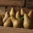 Golden Italian Bosc Pears Online now