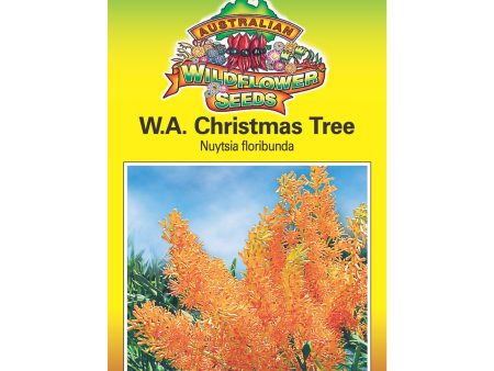 Western Australian Christmas Tree Seeds For Cheap