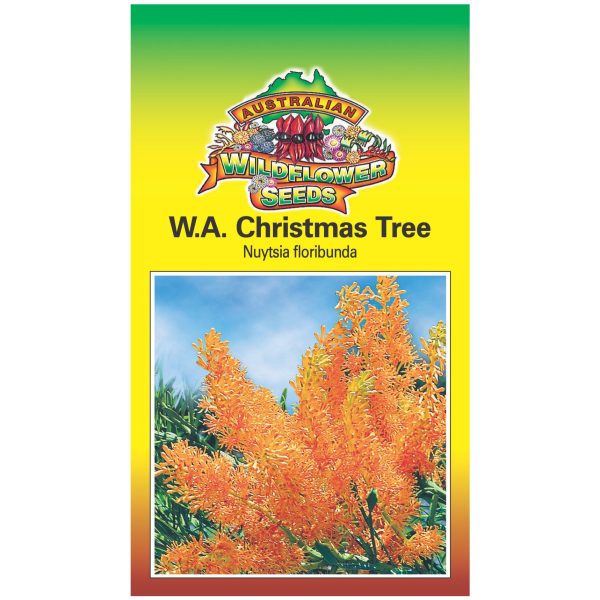 Western Australian Christmas Tree Seeds For Cheap