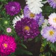 The Old Farmer s Almanac Powder Puff Mix Aster Seeds - Premium Non-GMO, Open Pollinated, USA Origin, Flower Seeds For Sale