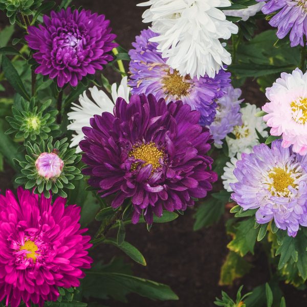 The Old Farmer s Almanac Powder Puff Mix Aster Seeds - Premium Non-GMO, Open Pollinated, USA Origin, Flower Seeds For Sale