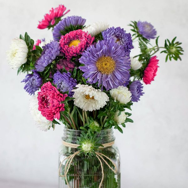 The Old Farmer s Almanac Powder Puff Mix Aster Seeds - Premium Non-GMO, Open Pollinated, USA Origin, Flower Seeds For Sale