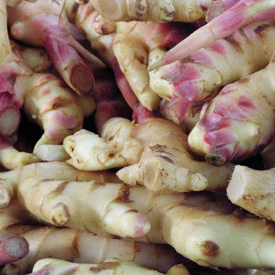 Frontier Ginger Root Ground Online now