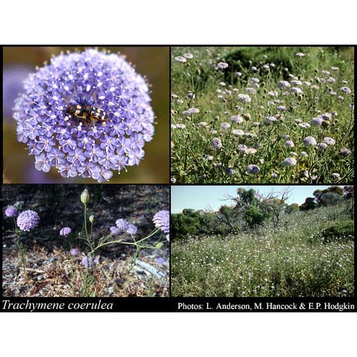 Blue Rottnest Island Daisy Seeds Sale