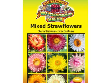 Mixed Strawflowers Seeds For Discount