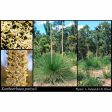 Australian Grass Tree Seeds Supply