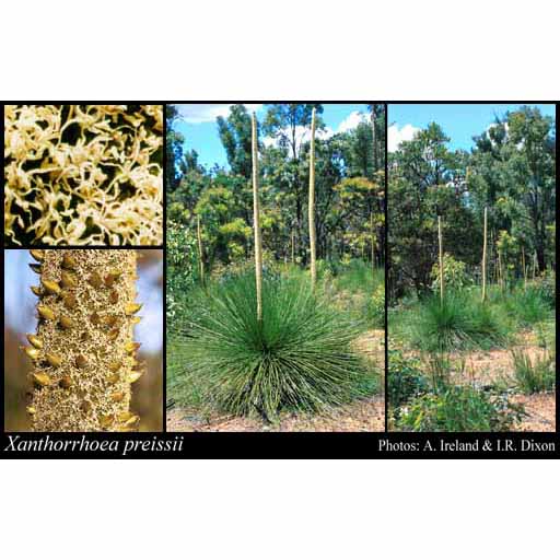 Australian Grass Tree Seeds Supply