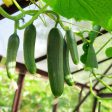 The Old Farmer s Almanac Heirloom Tendergreen Burpless Cucumber Seeds - Premium Non-GMO, Open Pollinated, Vegetable Seeds on Sale