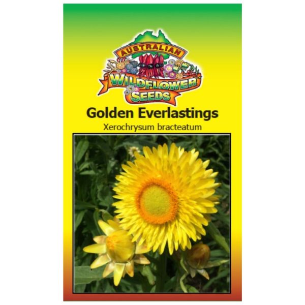 Golden Everlastings Seeds For Discount