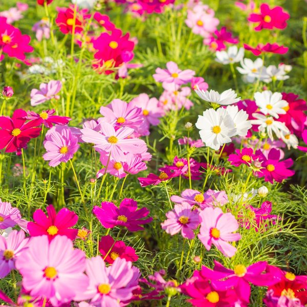 The Old Farmer s Almanac Cosmos Sensation Mix Seeds - Premium Non-GMO, Open Pollinated, Flower Seeds Hot on Sale