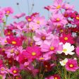 The Old Farmer s Almanac Cosmos Sensation Mix Seeds - Premium Non-GMO, Open Pollinated, Flower Seeds Hot on Sale