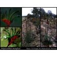 Red and Green Kangaroo Paw Seeds Online