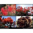 Red Flowering Gum Seeds Online