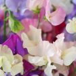 The Old Farmer s Almanac Knee High Mix Sweet Pea Seeds - Premium Non-GMO, Open Pollinated, USA Origin, Flower Seeds Fashion