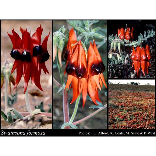 Sturt Pea Seeds on Sale