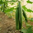 The Old Farmer s Almanac Heirloom Tendergreen Burpless Cucumber Seeds - Premium Non-GMO, Open Pollinated, Vegetable Seeds on Sale