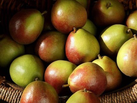 Seckel Mini Pears on Sale