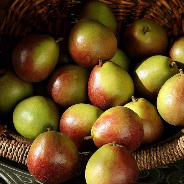 Seckel Mini Pears on Sale