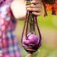 Purely Organic Purple Vienna Kohlrabi Seeds - USDA Organic, Non-GMO, Open Pollinated, Heirloom, Vegetable Seeds Online now