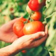 The Old Farmer s Almanac Heirloom Oregon Spring Tomato Seeds - Premium Non-GMO, Open Pollinated, Vegetable Seeds Cheap