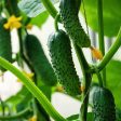 Purely Organic Boston Pickling Cucumber Seeds - USDA Organic, Non-GMO, Open Pollinated, Heirloom, USA Origin, Vegetable Seeds For Discount