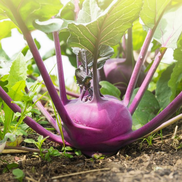 Purely Organic Purple Vienna Kohlrabi Seeds - USDA Organic, Non-GMO, Open Pollinated, Heirloom, Vegetable Seeds Online now