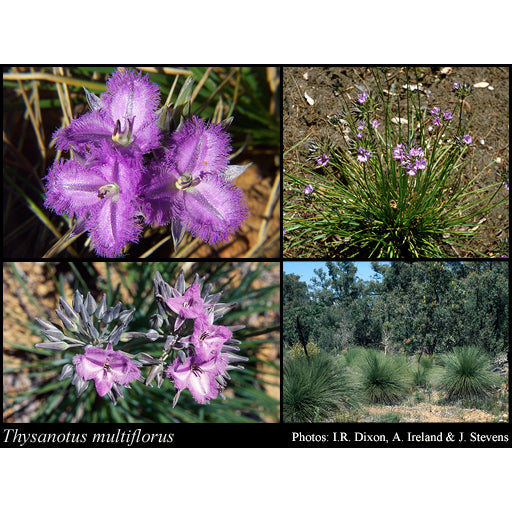 Fringed Lily Seeds Cheap