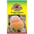 Orange Banksia Seeds Online