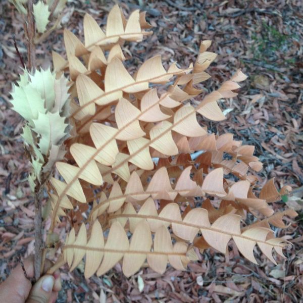 Banksia Grandis Leaf Earrings Sale