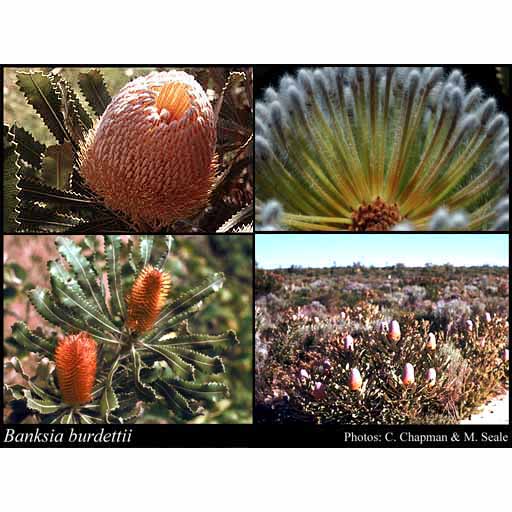 Orange Banksia Seeds Online