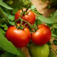 The Old Farmer s Almanac Heirloom Oregon Spring Tomato Seeds - Premium Non-GMO, Open Pollinated, Vegetable Seeds Cheap