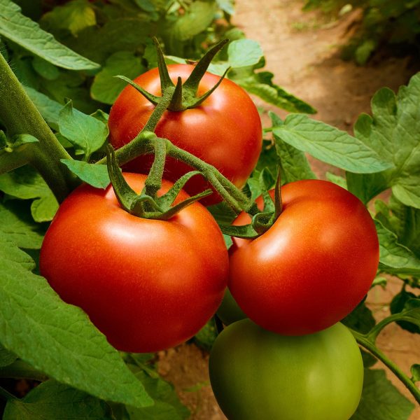 The Old Farmer s Almanac Heirloom Oregon Spring Tomato Seeds - Premium Non-GMO, Open Pollinated, Vegetable Seeds Cheap