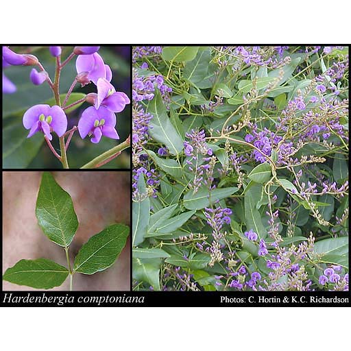 Native Wisteria Seeds Discount