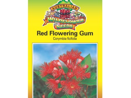 Red Flowering Gum Seeds Online