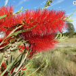 Callistemon Table Runner on Sale