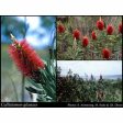 Albany Bottlebrush Seeds Supply