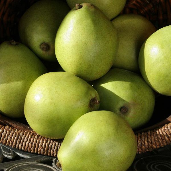 French d Anjou Pears on Sale