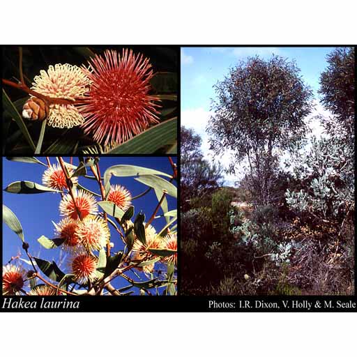 Pin-cushion Hakea Seeds Discount