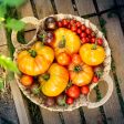 Purely Organic Pineapple Tomato Seeds - USDA Organic, Non-GMO, Open Pollinated, Heirloom, USA Origin, Vegetable Seeds Discount