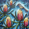 Red Wattle Bird and Banksia Print Discount