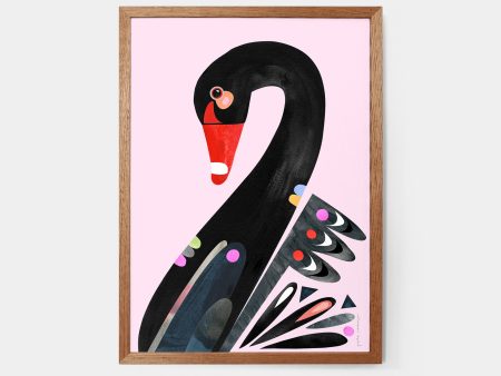 Black Swan Art Print on Sale