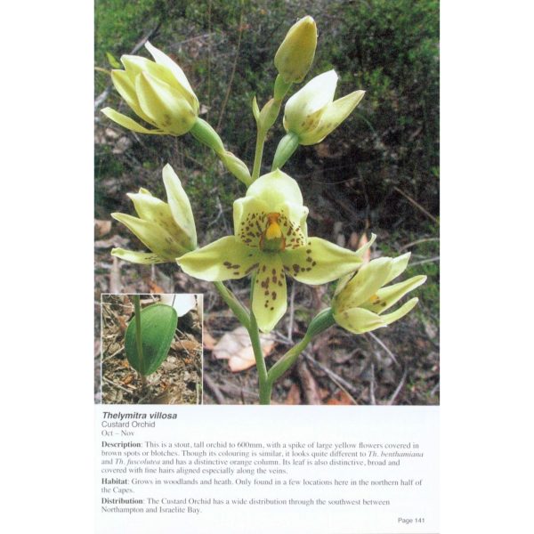 Orchids of Margaret River Hot on Sale