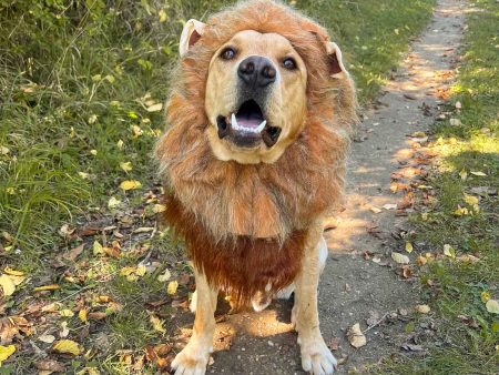 King Of The Jungle Dog Costume Online now